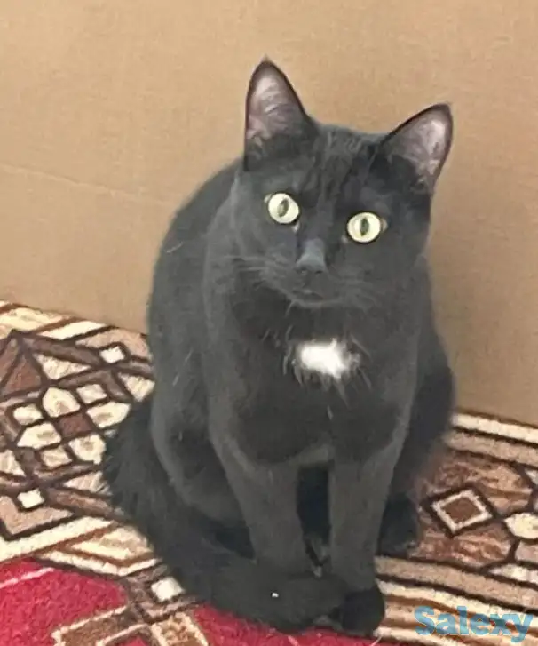 Отдам кота в хорошие руки, кошка, фотография 1