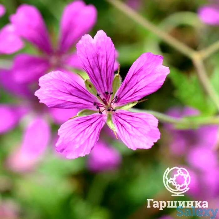 Герань садовая А.Т. Джонсон, фотография 1