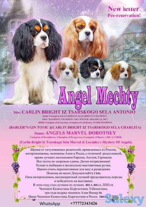 Питомник кавалер кинг чарльз спаниелей 