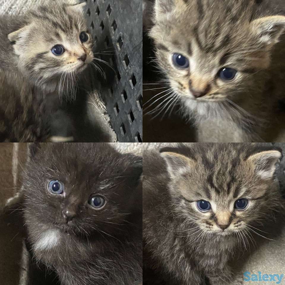 Отдадим котят, фотография 1