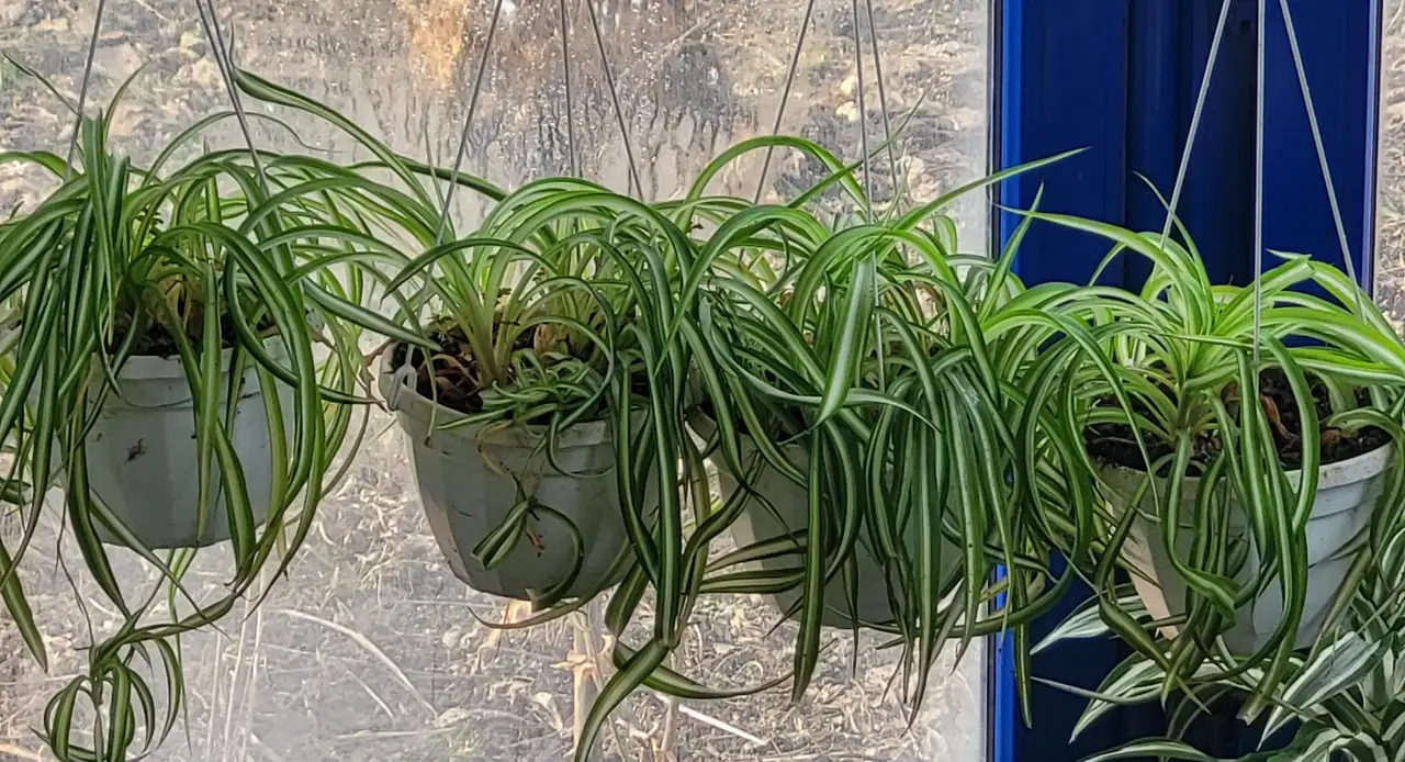 Хлорофитум, фотография 4