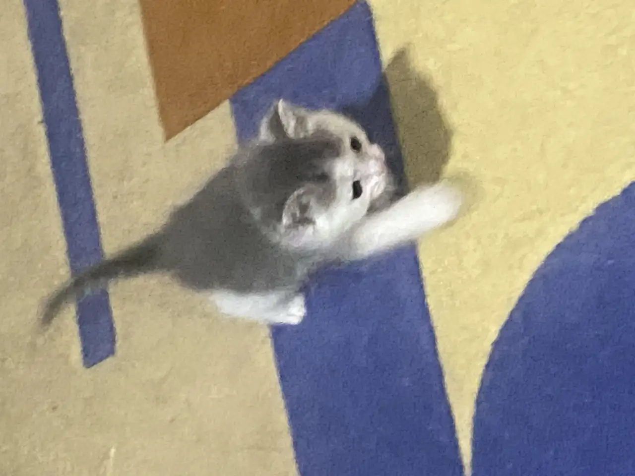 Подкинули котенка,девочка,хорошенькая,ищу хозяина, фотография 1