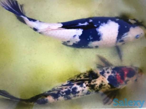 Карпы-Коя, фотография 1