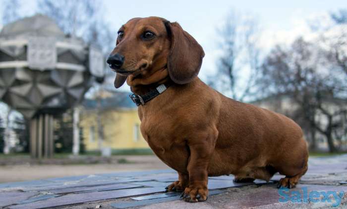 Продам породистого кобеля таксы 12 месяцев с документами, фотография 1