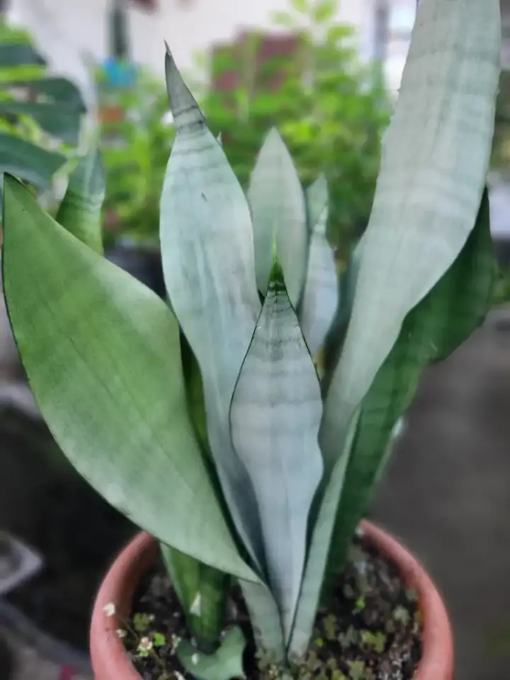 Продам Сансевиерию, фотография 3