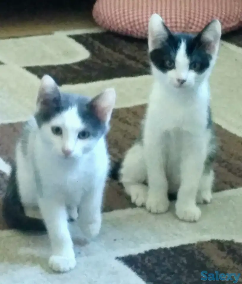 Срочно отдам котят в заботливые руки, фотография 2