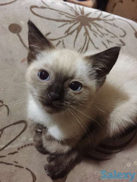 Отдам в хорошие руки!, фотография 1