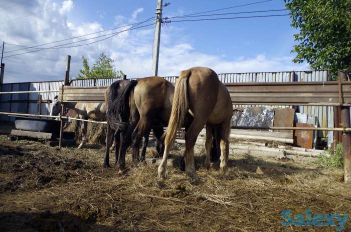 Лошади, конина, фотография 5