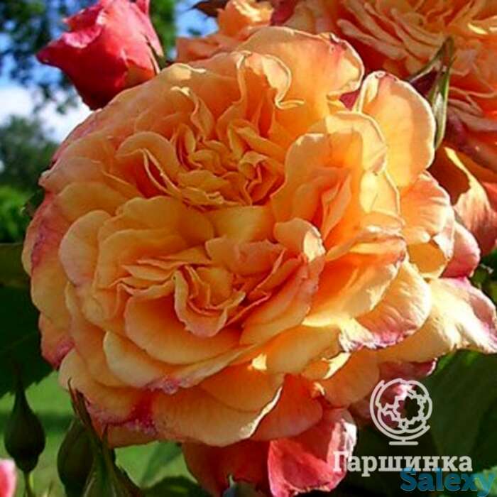 Роза алоха плетистая, топалович, фотография 1