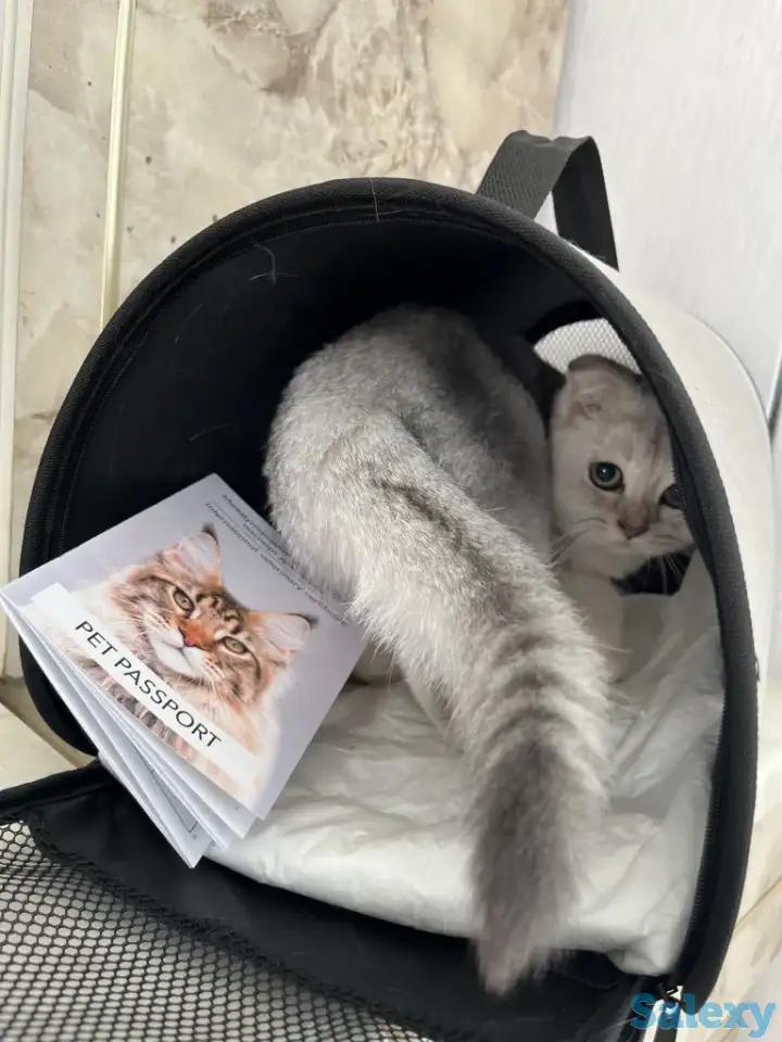 Скоттиш фолд котенок, фотография 3