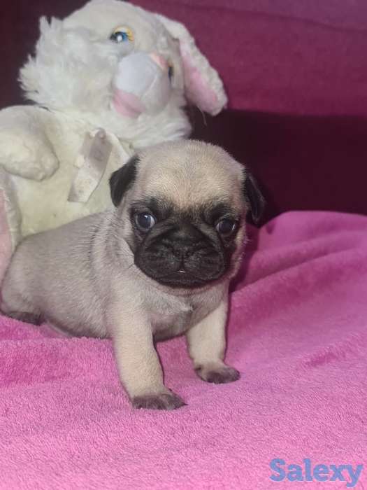 продам щенка мопса, фотография 4