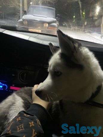 Собака хаски, фотография 1