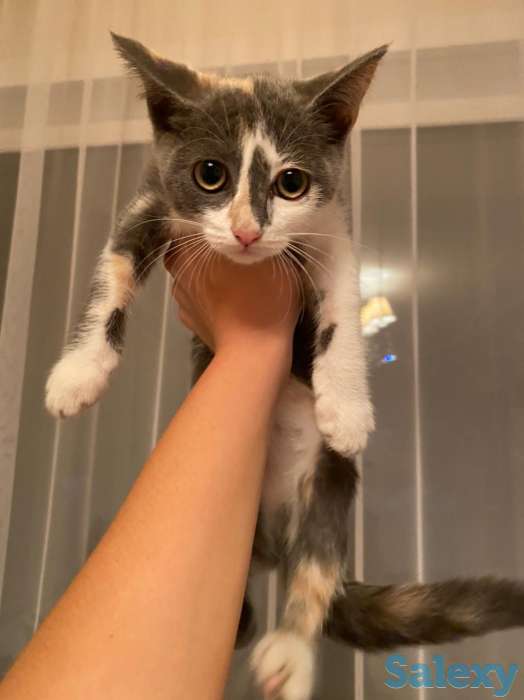 Отдам котенка в хорошие руки!, фотография 2