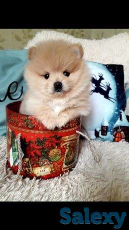 Девочка шпиц, фотография 1