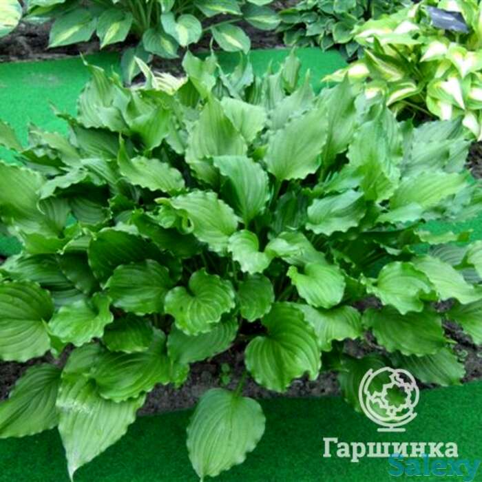 Хоста Стирфри (SM), фотография 1