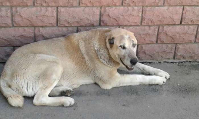 Тэрра в поиске дома., фотография 1