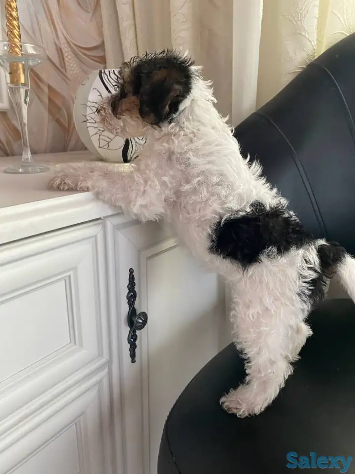 Предлагаются к продаже очаровательные щенки фокстерьера!!, фотография 8