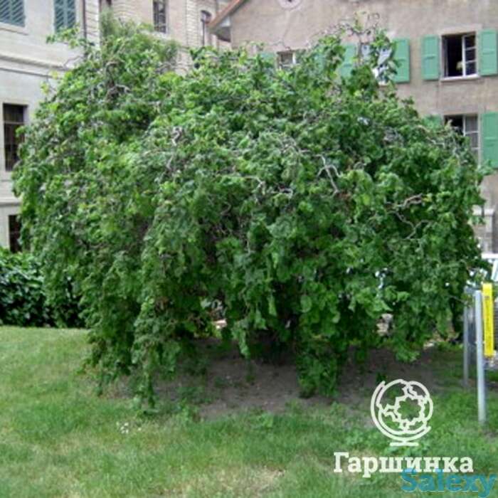 Лещина обыкновенная, фотография 1