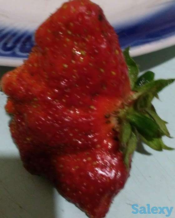 Продам таёжную землянику крупноплодная!привезена, фотография 4