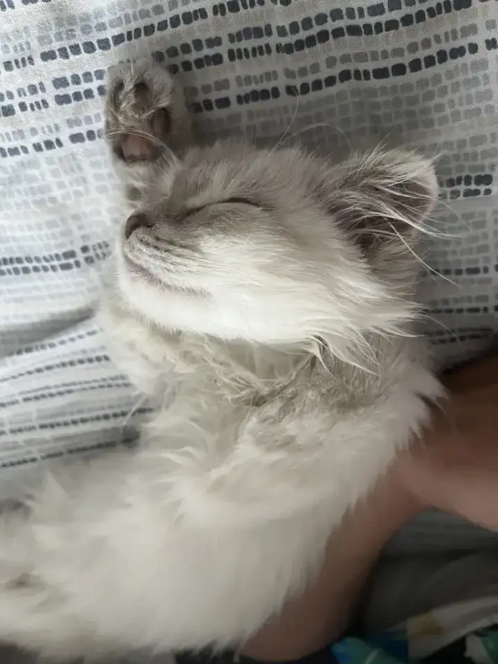 Продаю Кошку 5-6 месячную в добрые руки, фотография 7