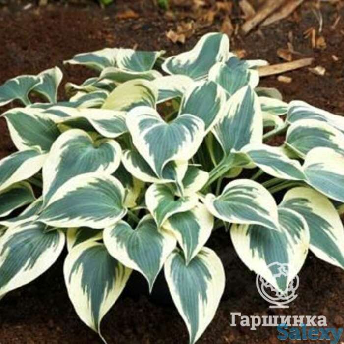 Хоста фирн лайн (m), фотография 1