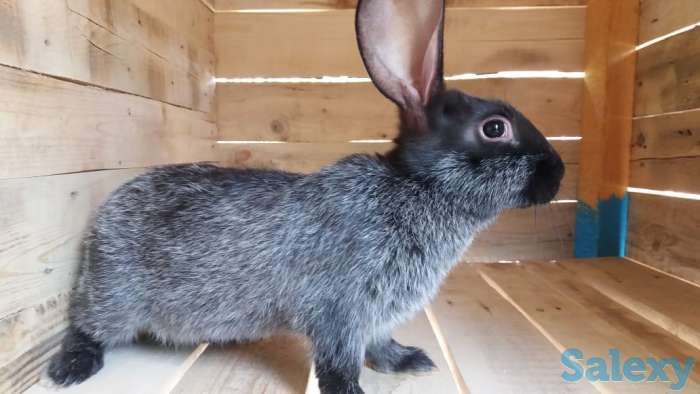 Продам  мясо кролика, фотография 6