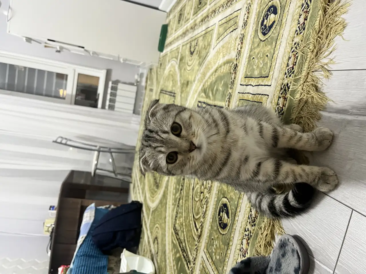 Шотлад, фотография 1