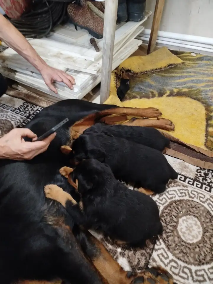 Продам, фотография 4