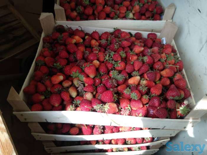 Свежая клубника оптом, фотография 4