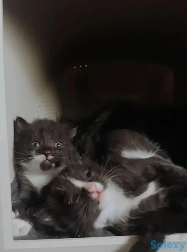 Отдам котят в добрые руки, фотография 3