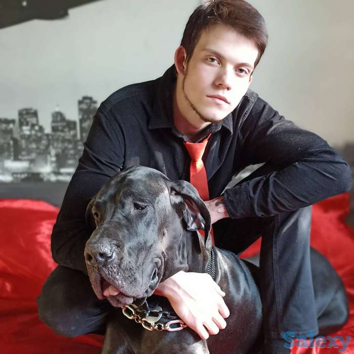 Продам щенков немецкого дога, фотография 9