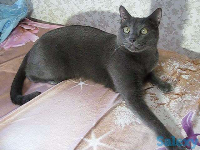 Найди настоящего преданного друга, фотография 5