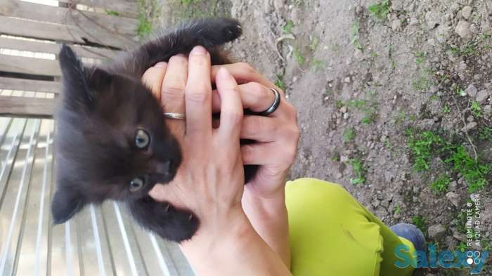 Отдам замечательных котят в добрые руки! Бесплатно! Мама тайская кошка, фотография 2