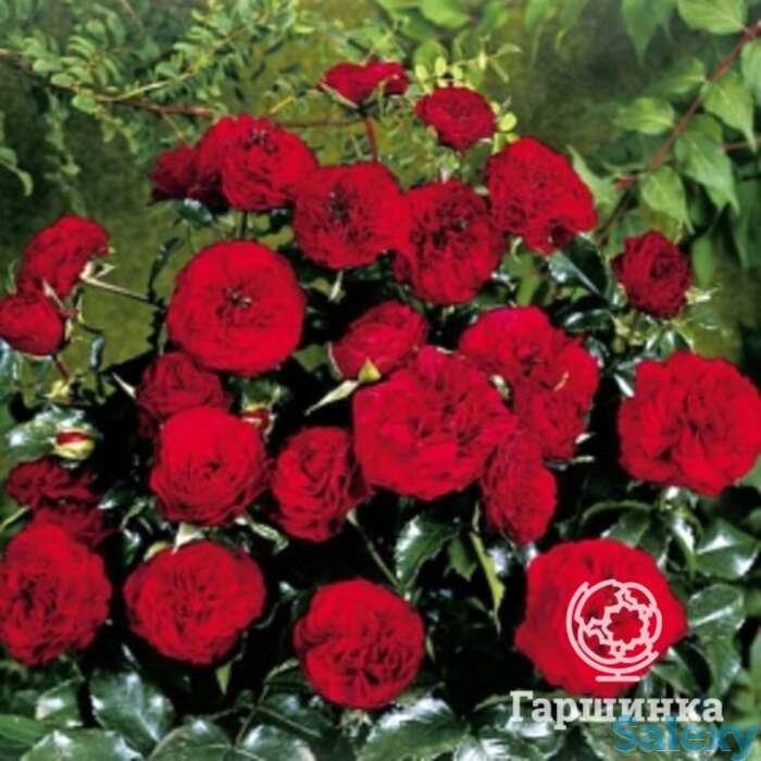 Роза фоерланд флорибунда, топалович, фотография 1