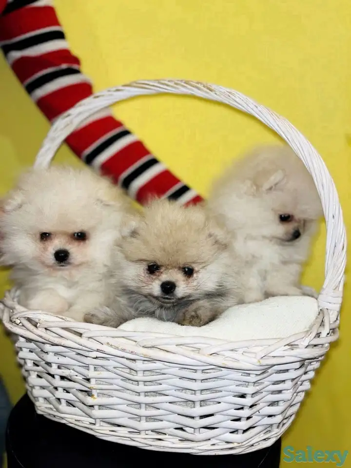 Продам щенков померанского шпица, фотография 1