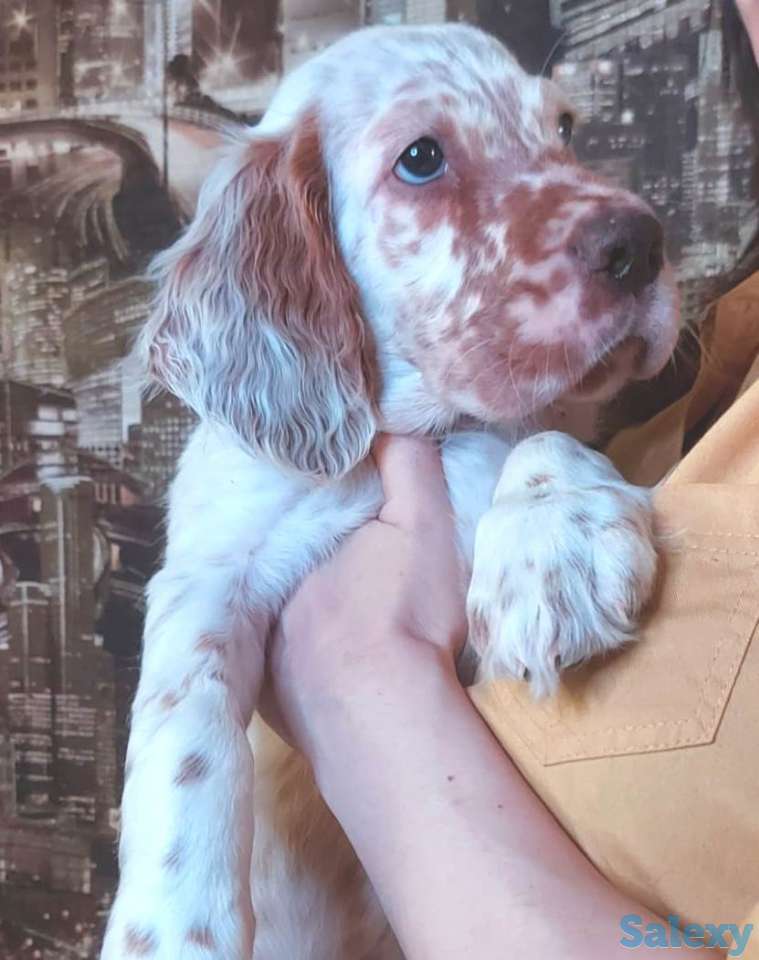 щенки английский сеттер, фотография 3