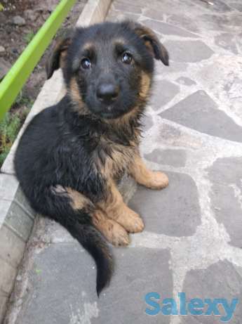 Щенок немецкой овчарки!, фотография 3