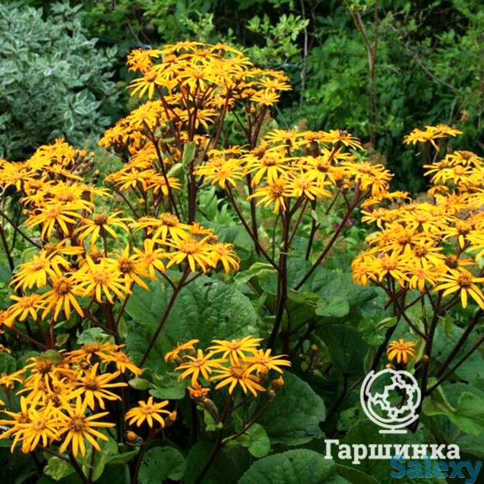 Бузульник Отелло, фотография 1