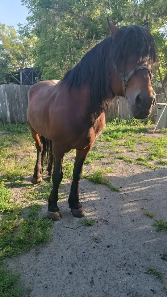 Продам жеребца, фотография 1