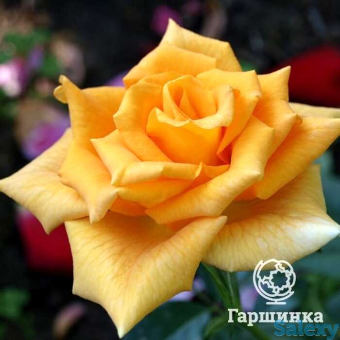 Роза голден моника чайно-гибридная, топалович, фотография 1