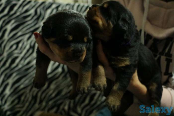 Щенки ротвейлера шоу класса FCI-UCK, фотография 2