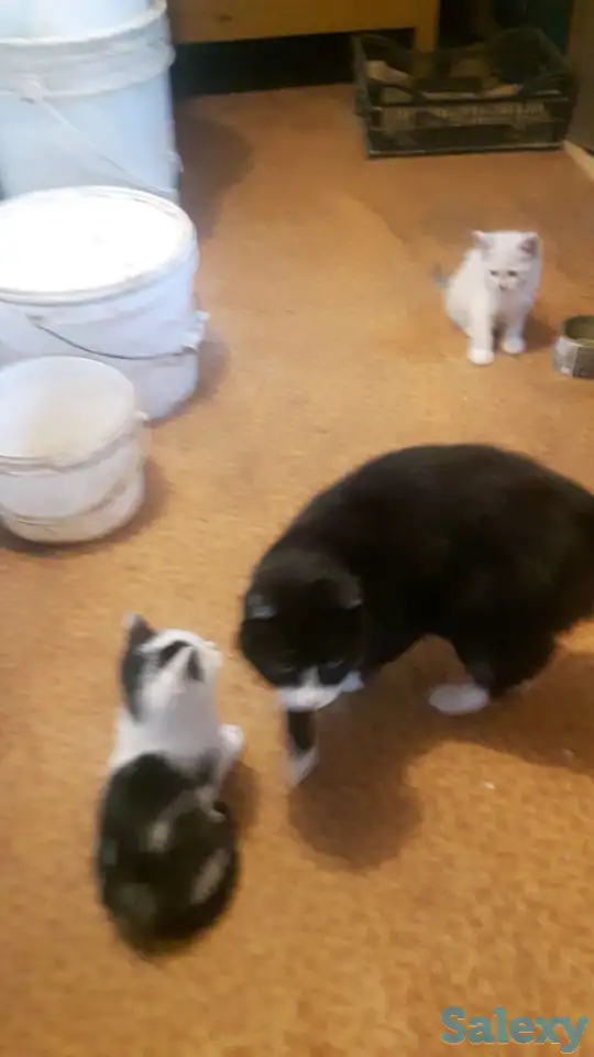 отдам котят в хорошие руки, фотография 2