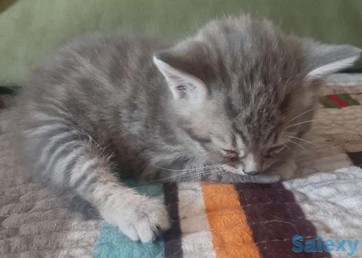 Котята британцы, фотография 3