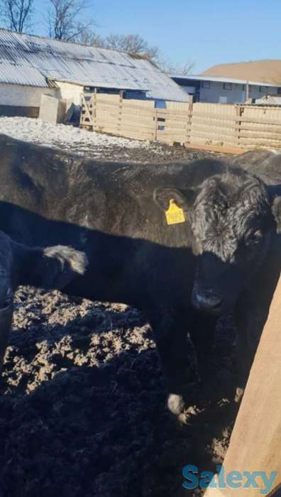 Продам телят бычков коров Ангус сементал герефорд мал, фотография 2