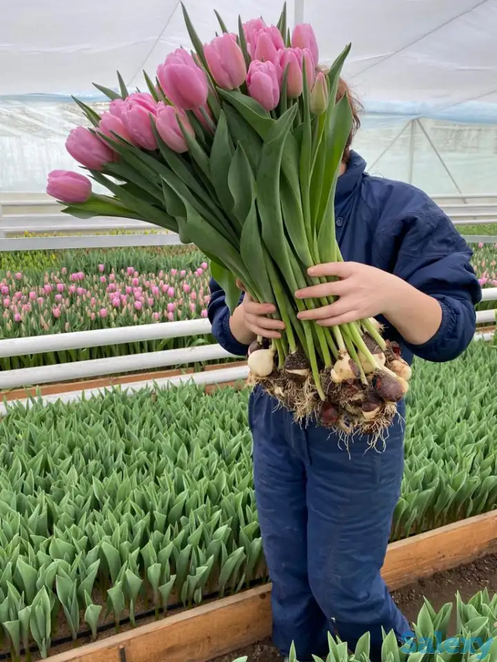 Тюльпаны оптом, фотография 1