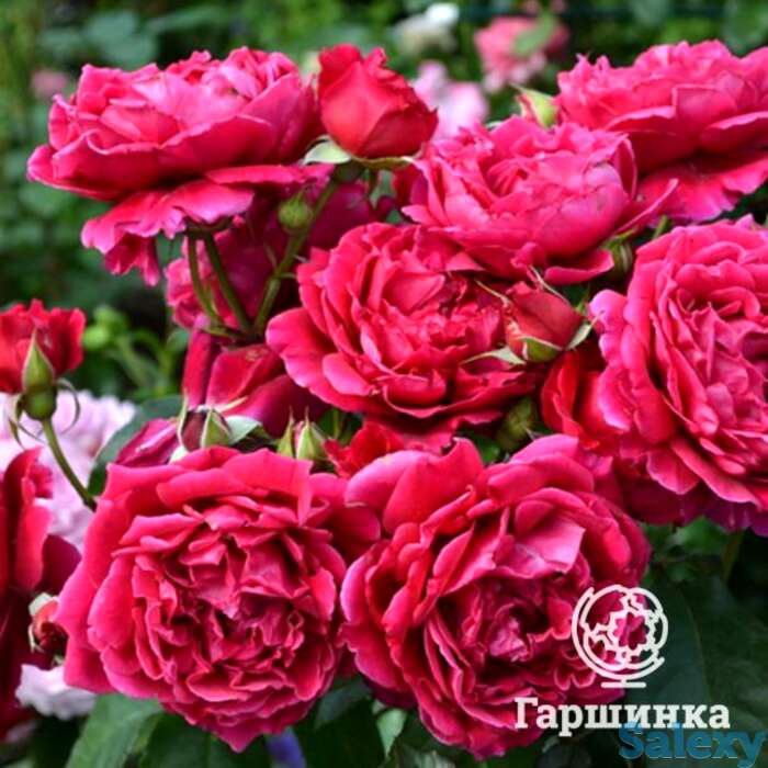 Роза зайед оф абу-даби, гийо, фотография 1