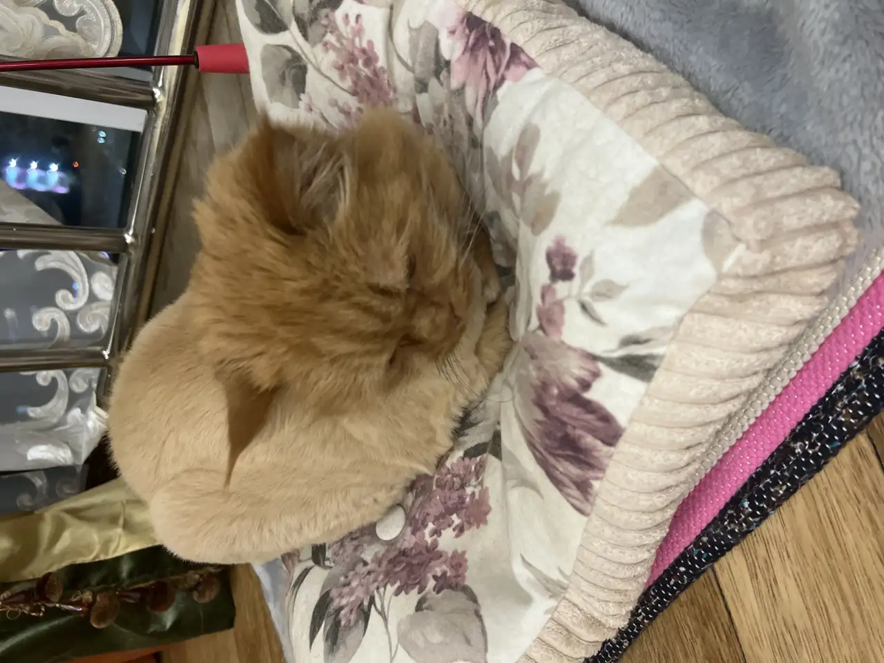 Отдам кота в хорошие добрые руки, фотография 1