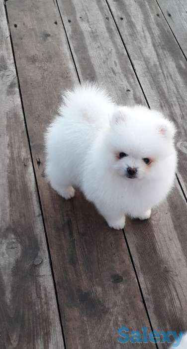 Девочка белый шпиц, фотография 4