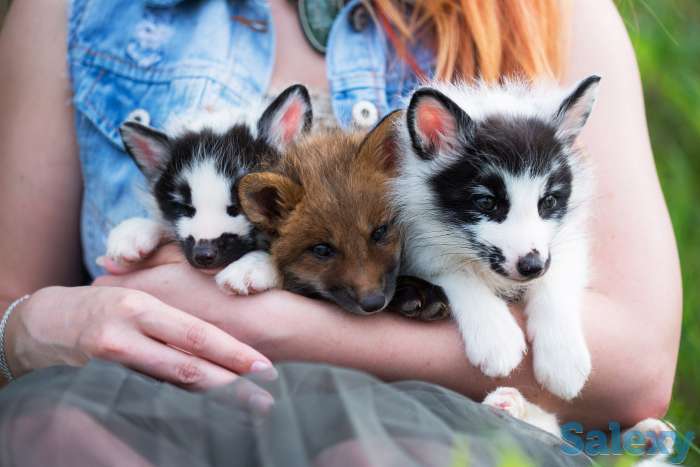 Домашние лисята, лисы, фотография 2