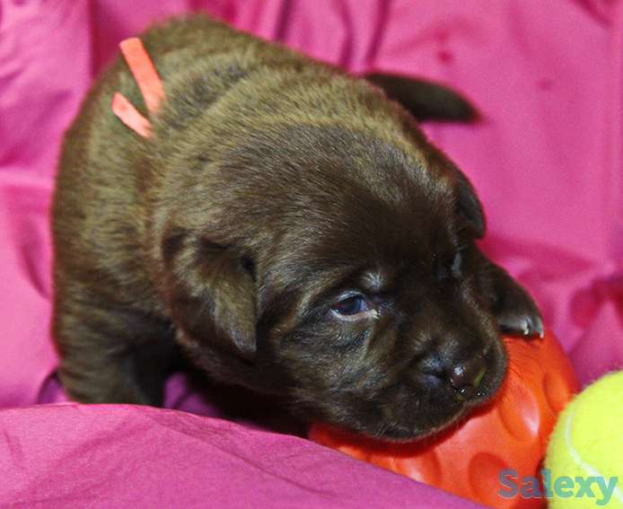 Великолепные щенки шоколадного лабрадора, фотография 2